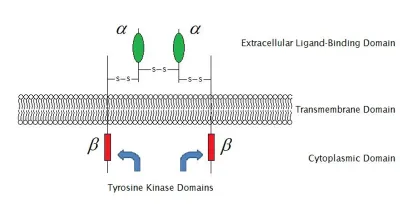 Foto zum Beitrag „IGF-1 LR3“ (Peptidchemie & Qualität)