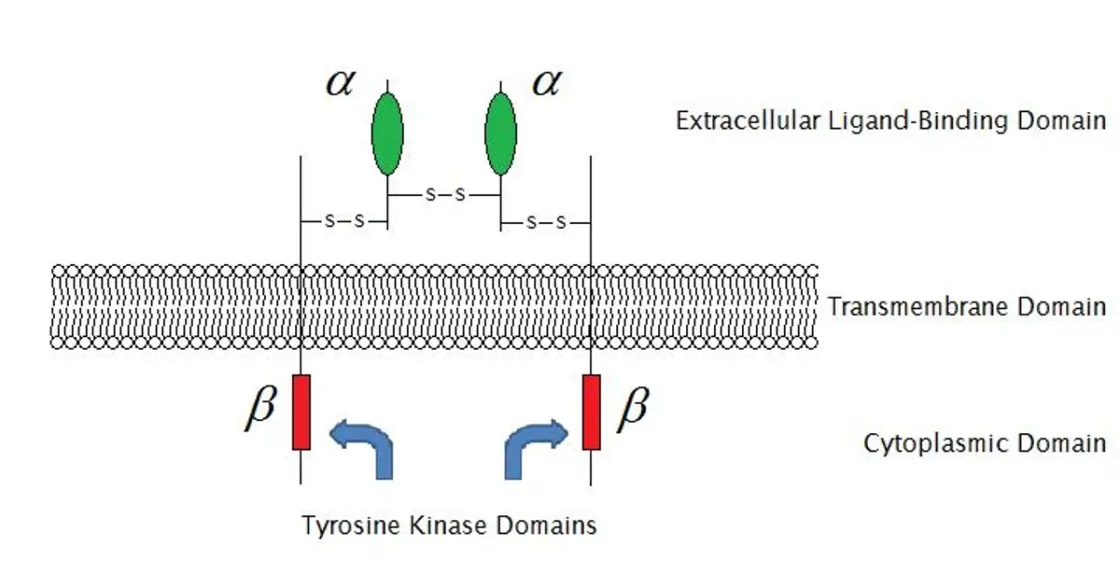 Foto zum Beitrag „IGF-1 LR3“ (Peptidchemie & Qualität)
