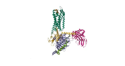 Struktur/Schema zum Beitrag „Kisspeptin-10“ (Peptidchemie & Qualität)