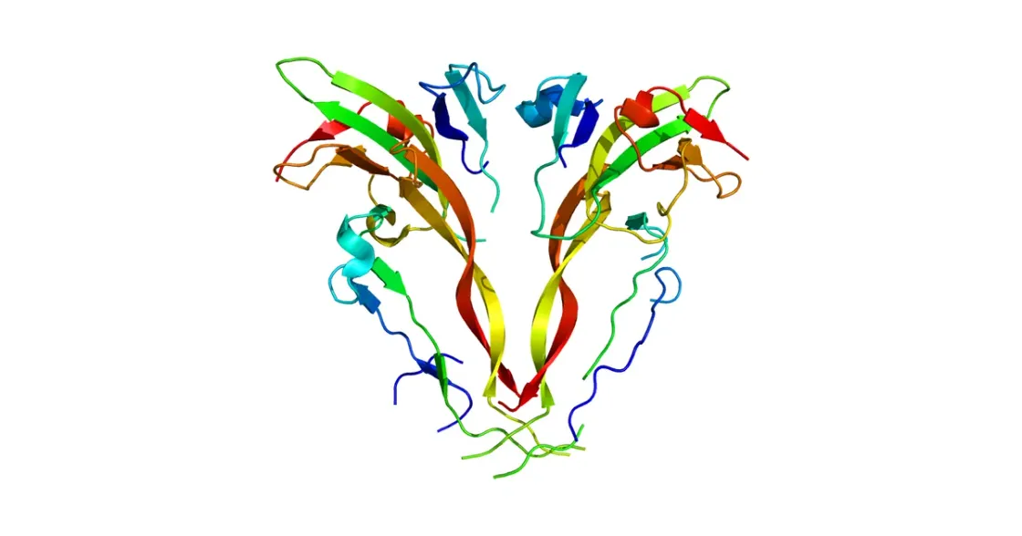 Struktur/Schema zum Beitrag „ACE-031 (Ramatercept): Myostatin-Inhibition über ActRIIB-Fc im Forschungsüberblick“ (Gewebe & Regeneration)