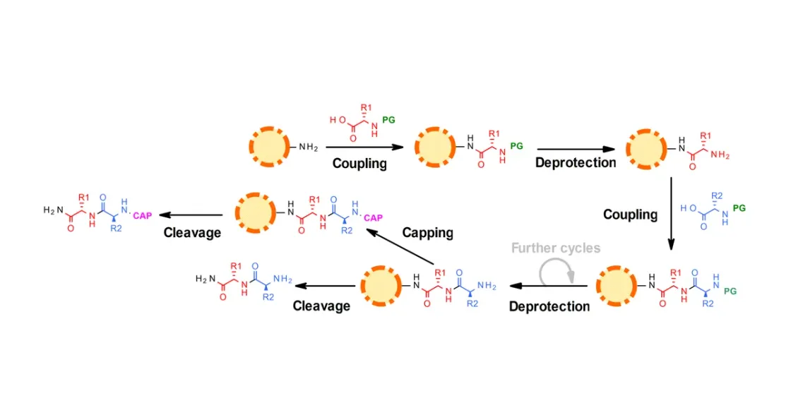 Struktur/Schema zum Beitrag „Festphasen-Peptidsynthese (SPPS): Wie Forschungspeptide entstehen“ (Peptidchemie & Qualität)