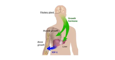 Struktur/Schema zum Beitrag „Die GH-Achse im Überblick: GHRH-Analoga und Ghrelin-Mimetika“ (GH-Achse & Sekretagoga)