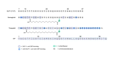 Struktur/Schema zum Beitrag „GLP-1-Peptide im Vergleich: Retatrutide, Tirzepatide & Semaglutide“ (Inkretine & Stoffwechsel)