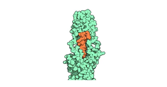 Struktur/Schema zum Beitrag „Inkretin-Forschung: GLP-1-, GIP-, Glucagon- und Amylin-Rezeptoren“ (Inkretine & Stoffwechsel)
