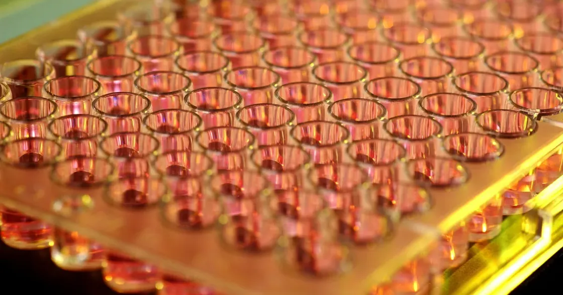 Foto zum Beitrag „Peptide kaufen in Deutschland: Worauf Forscher achten sollten“ (Rechtsrahmen & Research Use Only)