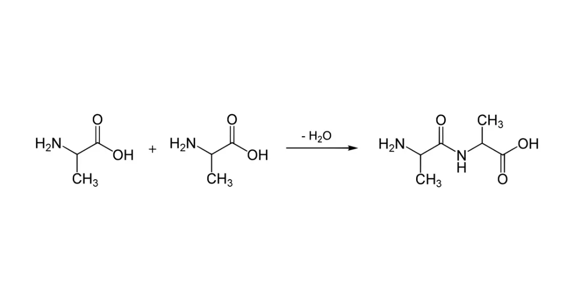 Struktur/Schema zum Beitrag „Was sind Peptide? Aufbau, Beispiele und Herstellung einfach erklärt“ (Peptidchemie & Qualität)